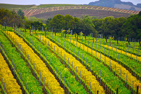 visitar los viñedos de california